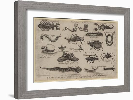 Reptiles and Insects of Various Parts of the World-null-Framed Giclee Print