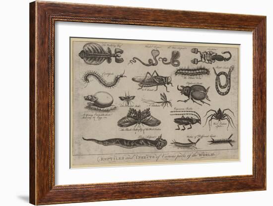 Reptiles and Insects of Various Parts of the World-null-Framed Giclee Print