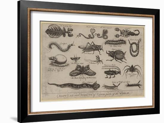 Reptiles and Insects of Various Parts of the World-null-Framed Giclee Print