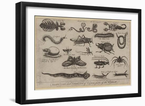 Reptiles and Insects of Various Parts of the World-null-Framed Giclee Print