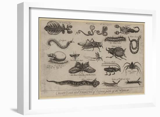 Reptiles and Insects of Various Parts of the World-null-Framed Giclee Print