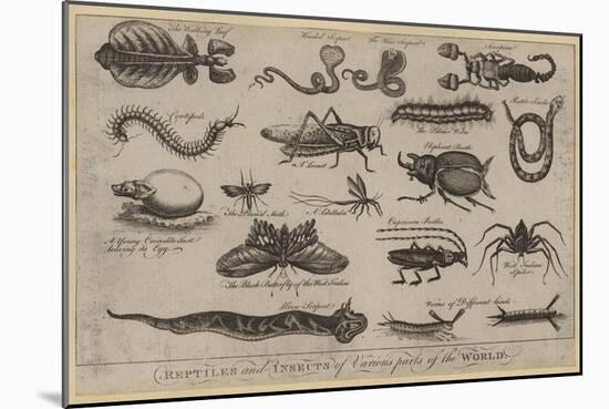 Reptiles and Insects of Various Parts of the World-null-Mounted Giclee Print