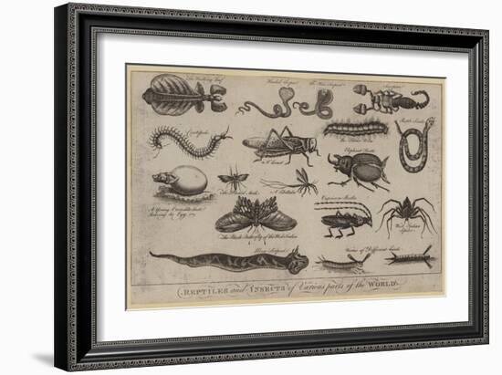 Reptiles and Insects of Various Parts of the World-null-Framed Giclee Print