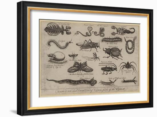 Reptiles and Insects of Various Parts of the World-null-Framed Giclee Print