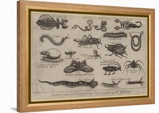 Reptiles and Insects of Various Parts of the World-null-Framed Premier Image Canvas