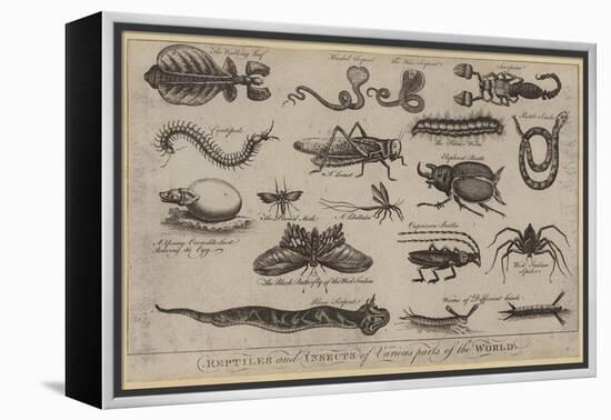 Reptiles and Insects of Various Parts of the World-null-Framed Premier Image Canvas