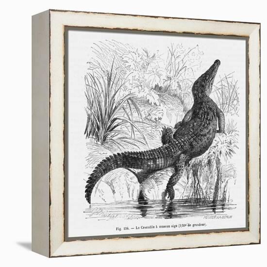 Reptiles, Crocodile-null-Framed Stretched Canvas