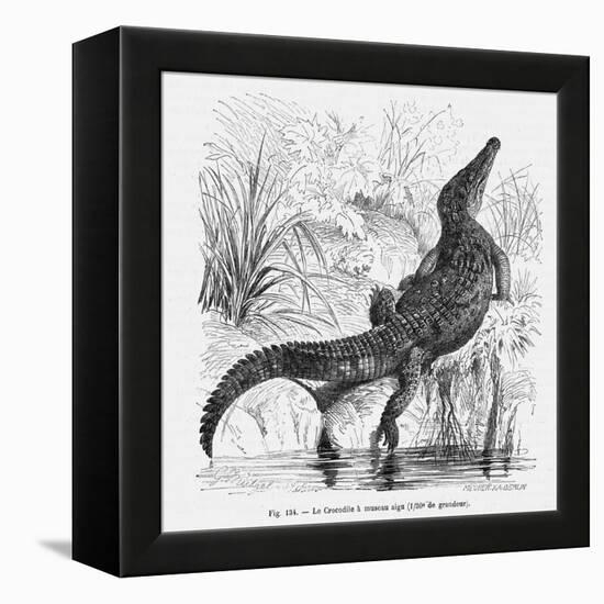 Reptiles, Crocodile-null-Framed Stretched Canvas