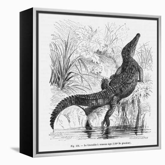 Reptiles, Crocodile-null-Framed Stretched Canvas