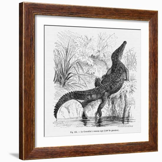 Reptiles, Crocodile-null-Framed Art Print