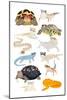 Reptiles in Glasses-Hanna Melin-Mounted Art Print