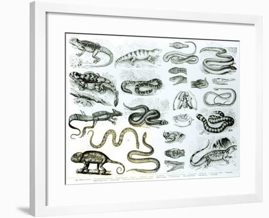 Reptiles, Serpents and Lizards-null-Framed Giclee Print