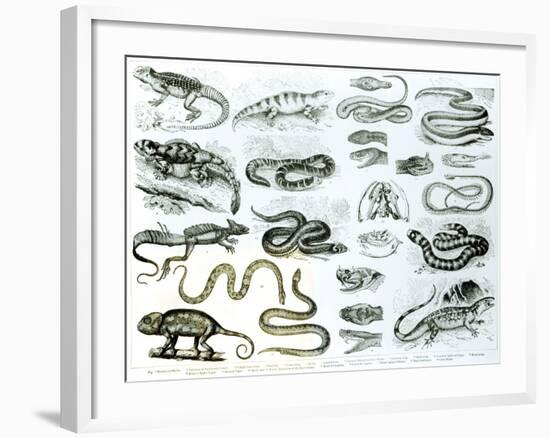 Reptiles, Serpents and Lizards-null-Framed Giclee Print