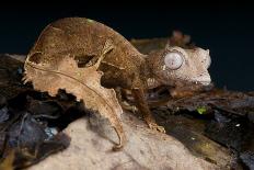 Satanic Leaf-Tailed Gecko / Uroplatus Phantasticus-reptiles4all-Mounted Photographic Print