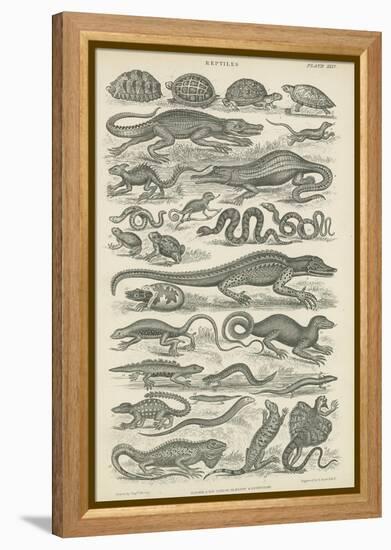 Reptiles-null-Framed Premier Image Canvas