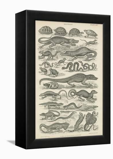 Reptiles-null-Framed Premier Image Canvas