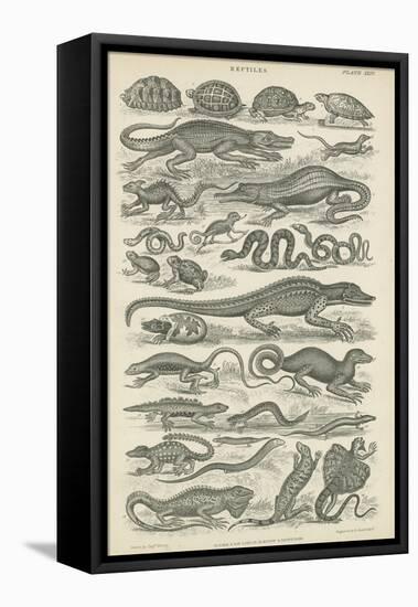 Reptiles-null-Framed Premier Image Canvas