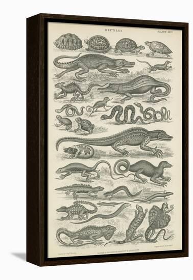 Reptiles-null-Framed Premier Image Canvas