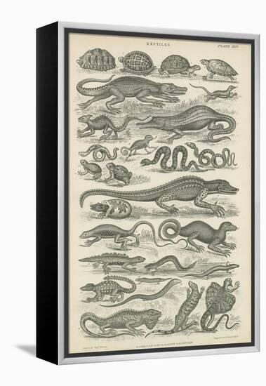 Reptiles-null-Framed Premier Image Canvas