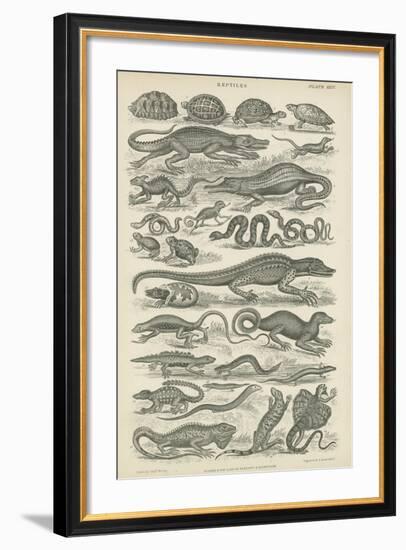 Reptiles-null-Framed Giclee Print