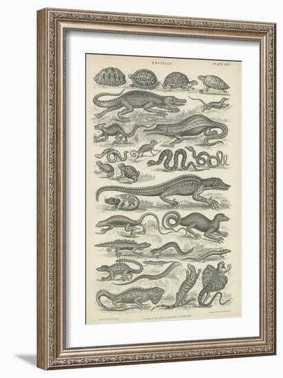 Reptiles-null-Framed Giclee Print