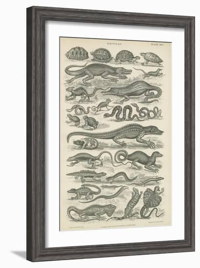 Reptiles-null-Framed Giclee Print