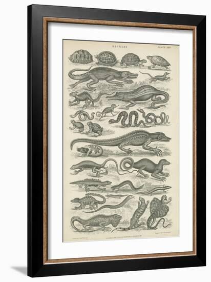 Reptiles-null-Framed Giclee Print