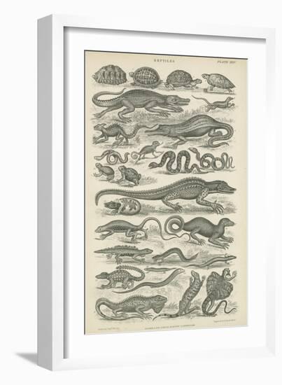 Reptiles--Framed Giclee Print