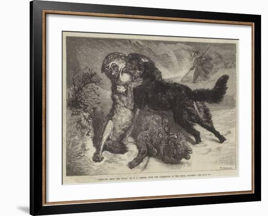 Rescued from the Wolf-Samuel John Carter-Framed Giclee Print