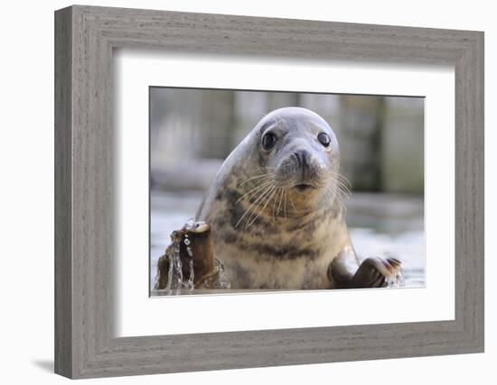 Rescued Grey Seal Pup (Halichoerus Grypus)-Nick Upton-Framed Photographic Print