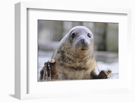 Rescued Grey Seal Pup (Halichoerus Grypus)-Nick Upton-Framed Photographic Print