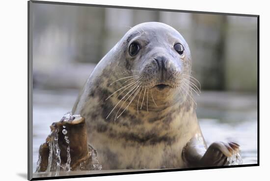 Rescued Grey Seal Pup (Halichoerus Grypus)-Nick Upton-Mounted Photographic Print