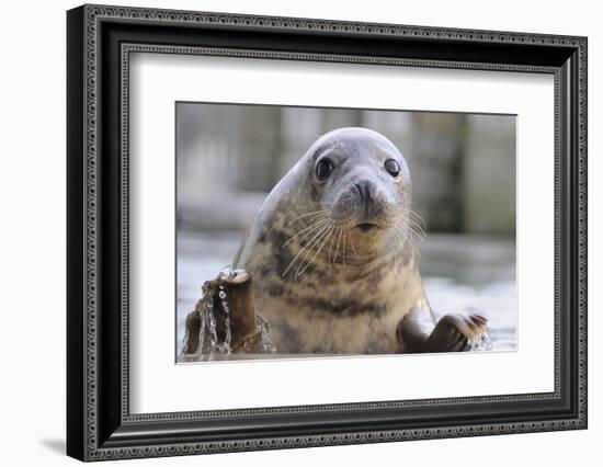 Rescued Grey Seal Pup (Halichoerus Grypus)-Nick Upton-Framed Photographic Print