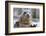 Rescued Grey Seal Pup (Halichoerus Grypus)-Nick Upton-Framed Photographic Print