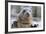 Rescued Grey Seal Pup (Halichoerus Grypus)-Nick Upton-Framed Photographic Print