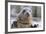 Rescued Grey Seal Pup (Halichoerus Grypus)-Nick Upton-Framed Photographic Print