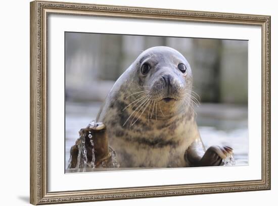 Rescued Grey Seal Pup (Halichoerus Grypus)-Nick Upton-Framed Photographic Print