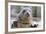 Rescued Grey Seal Pup (Halichoerus Grypus)-Nick Upton-Framed Photographic Print