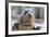 Rescued Grey Seal Pup (Halichoerus Grypus)-Nick Upton-Framed Photographic Print