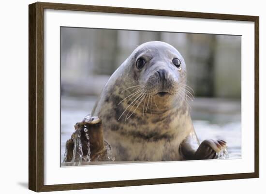 Rescued Grey Seal Pup (Halichoerus Grypus)-Nick Upton-Framed Photographic Print