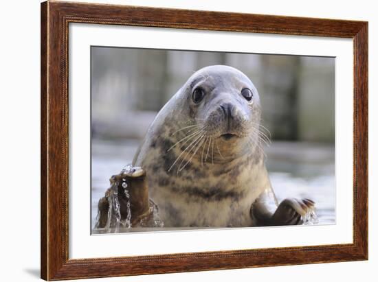 Rescued Grey Seal Pup (Halichoerus Grypus)-Nick Upton-Framed Photographic Print