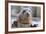 Rescued Grey Seal Pup (Halichoerus Grypus)-Nick Upton-Framed Photographic Print