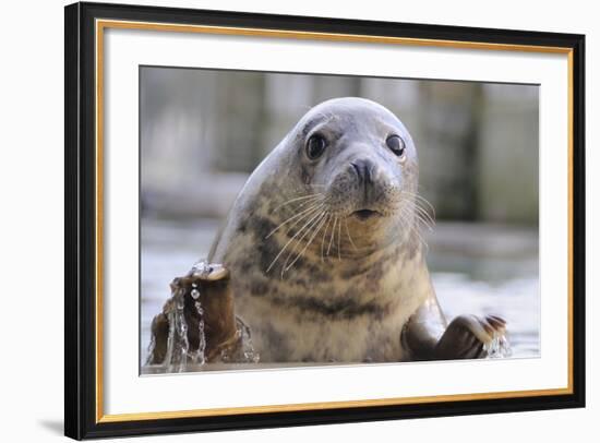 Rescued Grey Seal Pup (Halichoerus Grypus)-Nick Upton-Framed Photographic Print