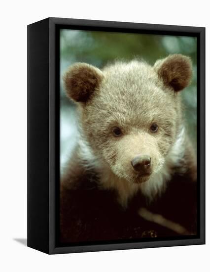 Rescued Grizzly Bear Cub, Montana, USA-Jim Zuckerman-Framed Premier Image Canvas