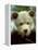 Rescued Grizzly Bear Cub, Montana, USA-Jim Zuckerman-Framed Premier Image Canvas