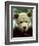 Rescued Grizzly Bear Cub, Montana, USA-Jim Zuckerman-Framed Photographic Print