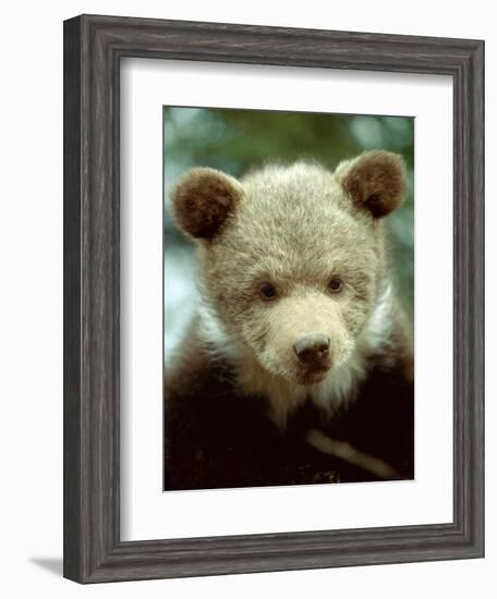 Rescued Grizzly Bear Cub, Montana, USA-Jim Zuckerman-Framed Photographic Print