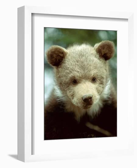 Rescued Grizzly Bear Cub, Montana, USA-Jim Zuckerman-Framed Photographic Print