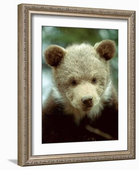 Rescued Grizzly Bear Cub, Montana, USA-Jim Zuckerman-Framed Photographic Print