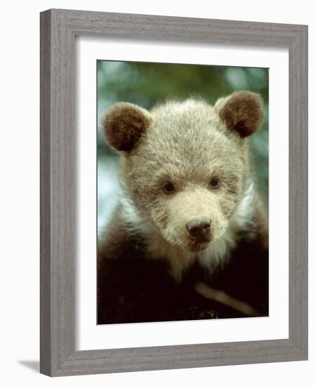 Rescued Grizzly Bear Cub, Montana, USA-Jim Zuckerman-Framed Photographic Print